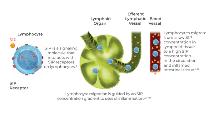 Illustration of S1P molecules interacting with S1P receptors on lymphocytes and their influence on lymphoid organ and blood vessel.