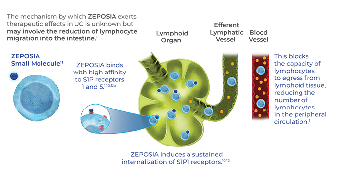 Illustration of Zeposia  reversibly sequestering lymphocytes in lymphoid tussiues, which might exert therapeutic effect in UC (the exact mechanizm is unknown).